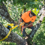 baza wiedzy przemysl zastosowania arborystyka 1